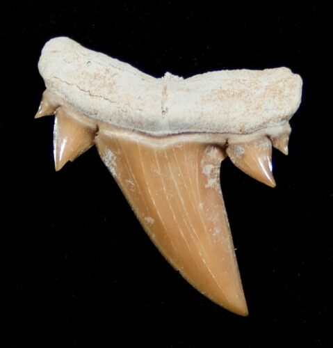 Unusual Serratolamna Fossil Shark Tooth #3413